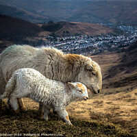 Buy canvas prints of Ewe and Lamb On The Bwlch Above Treorchy by Alan Jenkinson