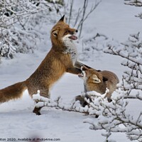 Buy canvas prints of Foxes in the snow by Karen Diton