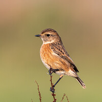 Buy canvas prints of Female stonechat by Phil Hill