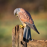 Buy canvas prints of Male Kestrel by Phil Hill