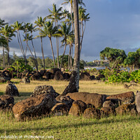 Buy canvas prints of Ancient Hawaiian temple, or Heiau by Jeff Whyte