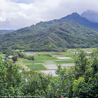 Buy canvas prints of Hanalei Valley Taro fields by Jeff Whyte