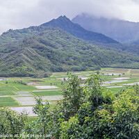Buy canvas prints of Hanalei Valley Taro fields by Jeff Whyte