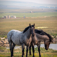 Buy canvas prints of Animal horse by Jeff Whyte
