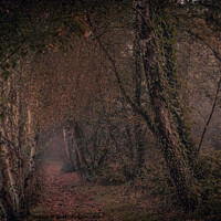 Buy canvas prints of A tree in a forest by Steve Lambert