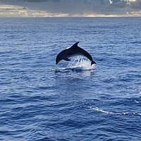 Buy canvas prints of Dolphins  by Hectar Alun Media