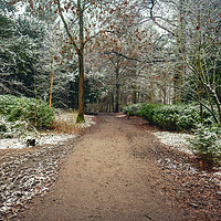 Buy canvas prints of Winter Woodland by Hectar Alun Media