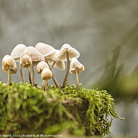 Buy canvas prints of Woodland  Fungi  by Andrew Heath