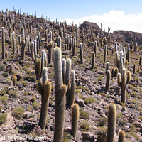 Buy canvas prints of Giant Cactus, Salar de Uyuni, Bolivia by Imladris 