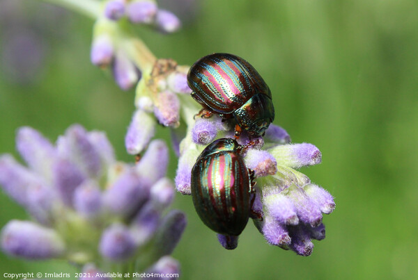 Two Colorful Rosemary Beetles Macro Picture Board by Imladris 