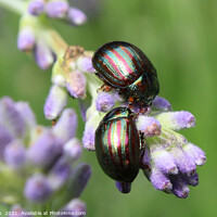Buy canvas prints of Two Colorful Rosemary Beetles Macro by Imladris 