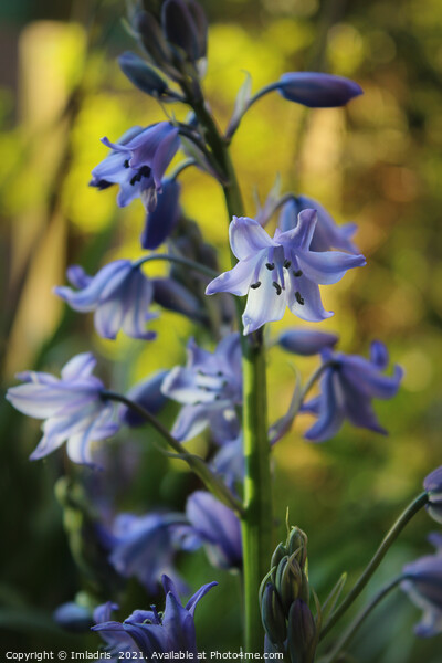 Bluebell Flowers in Evening Light Picture Board by Imladris 