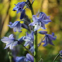 Buy canvas prints of Bluebell Flowers in Evening Light by Imladris 