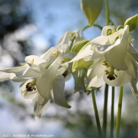 Buy canvas prints of Beautiful Pure White Aquilegia Flowers by Imladris 