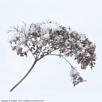 Buy canvas prints of Dried Flowerhead Winter Highkey by Imladris 
