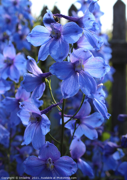 Bright Blue Larkspur Flower Picture Board by Imladris 