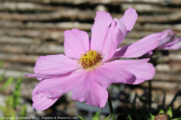 Pale Pink Cosmos Flower, Picture Board by Imladris 