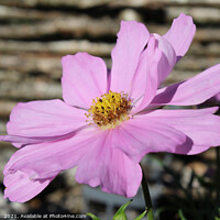 Buy canvas prints of Pale Pink Cosmos Flower, by Imladris 