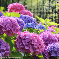 Buy canvas prints of Hydrangea macrophylla pink and blue pano by Imladris 