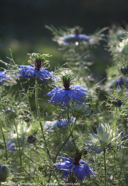 Beautiful Blue Nigella Flowers Picture Board by Imladris 