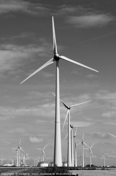 Eemshaven Turbines, Groningen, Netherlands Mono Picture Board by Imladris 