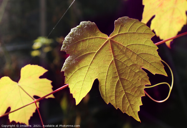 Sunlight Golden Autumn Grape Vine Picture Board by Imladris 