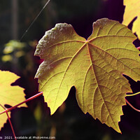 Buy canvas prints of Sunlight Golden Autumn Grape Vine by Imladris 