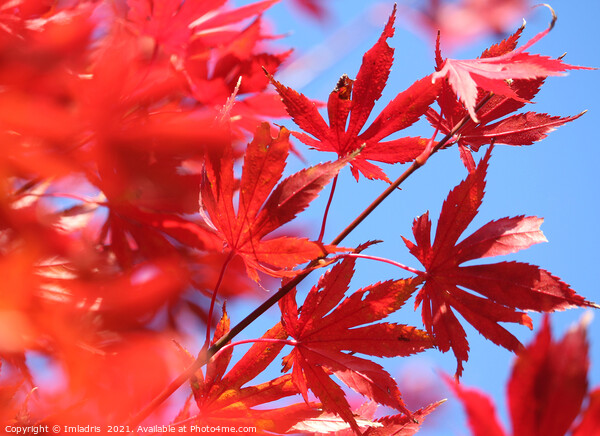 Fiery Autumn Colour: Red Maple Leaves Picture Board by Imladris 