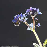 Buy canvas prints of Backlit Forget-me-Not Flowers by Imladris 