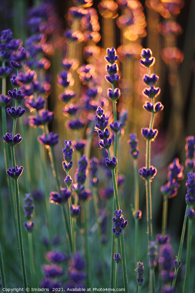Beautiful Sunset Lavender Plants  Picture Board by Imladris 