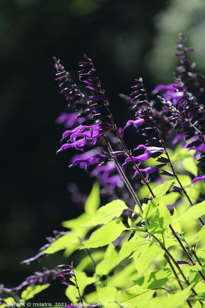 Beautiful Bright Purple Salvia Amistad Flowers Picture Board by Imladris 