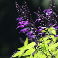 Buy canvas prints of Beautiful Bright Purple Salvia Amistad Flowers by Imladris 
