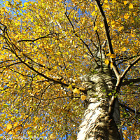 Buy canvas prints of Vibrant Betula pendula, yellow autumn foliage by Imladris 