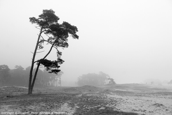 Misty Day, Wekeromse Sand, Netherlands, Mono Picture Board by Imladris 