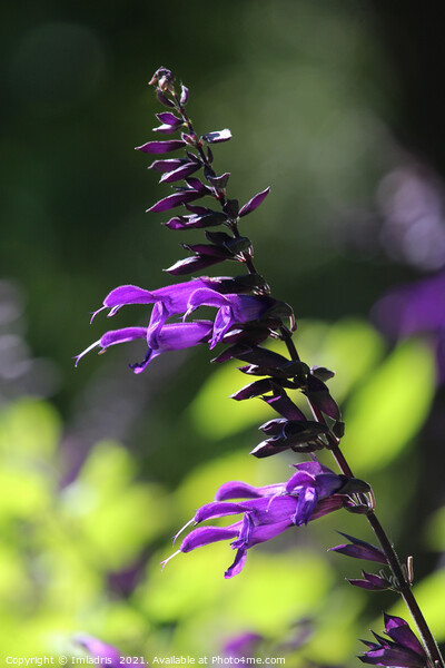Single Purple Salvia Amistad Bloom Picture Board by Imladris 