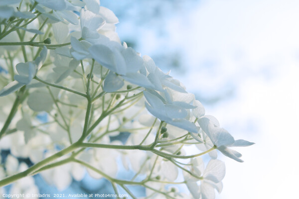 Delicate White Hydrangea Flowers High Key Picture Board by Imladris 
