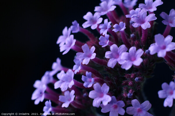 Purple Verbena bonariensis Flowers Picture Board by Imladris 