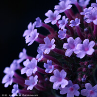 Buy canvas prints of Purple Verbena bonariensis Flowers by Imladris 