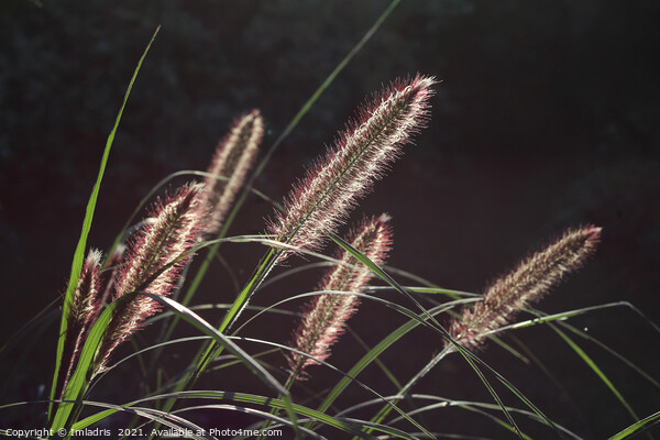 Backlit Pennisetum, Fountain Grass Picture Board by Imladris 