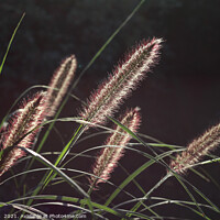 Buy canvas prints of Backlit Pennisetum, Fountain Grass by Imladris 