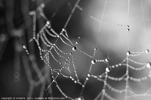 Spiders Web Dewdrops, abstract mono Picture Board by Imladris 