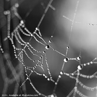 Buy canvas prints of Spiders Web Dewdrops, abstract mono by Imladris 