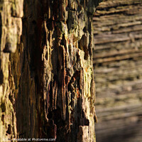 Buy canvas prints of Textured Nature Abstract, Weathered Wood by Imladris 