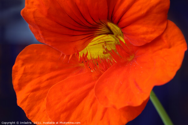 Bright Orange Nasturtium Flower Macro Picture Board by Imladris 