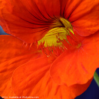 Buy canvas prints of Bright Orange Nasturtium Flower Macro by Imladris 
