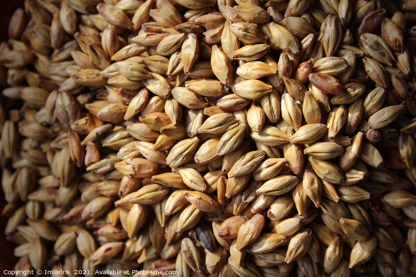 Malted Barley for Beer Brewers Picture Board by Imladris 