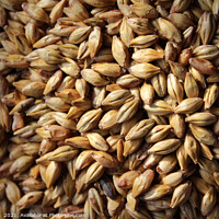 Buy canvas prints of Malted Barley for Beer Brewers by Imladris 