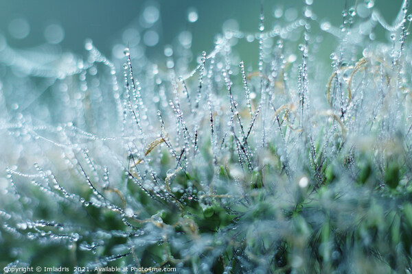 Abstract Dew Drops on Ornamental Grass Picture Board by Imladris 