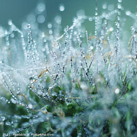 Buy canvas prints of Abstract Dew Drops on Ornamental Grass by Imladris 