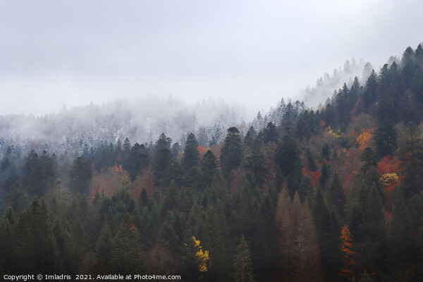Autumn turns to Winter, Vosges Mountains, France Picture Board by Imladris 